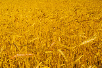 closeup wheat wield, summer agricultural industry background