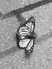 Fototapeta na wymiar Butterfly Mating