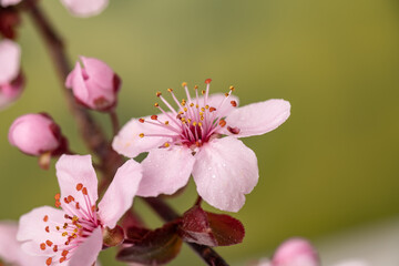sakura flowers with drops of dew on the petals, cherry blossom in spring,. macro photography.