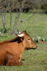 Red Cow with horns laying in green field with cactus