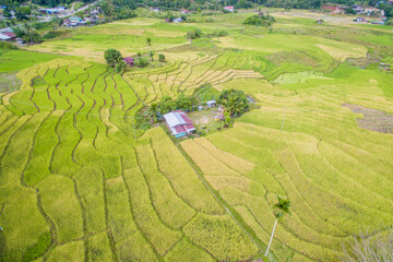 Aerial view of paddy terrace at Ranau, Sabah.