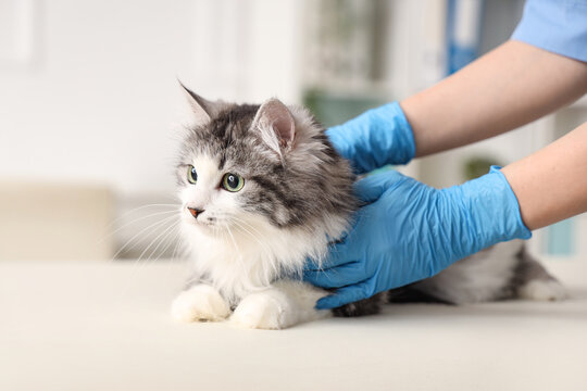 Veterinarian examining cute cat after sterilization in vet clinic