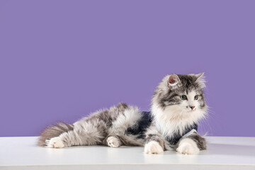 Cute cat in recovery suit after sterilization lying on white table against lilac background