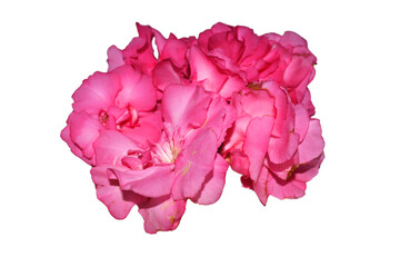 Beautiful pink blooming carnation flower isolated on white background