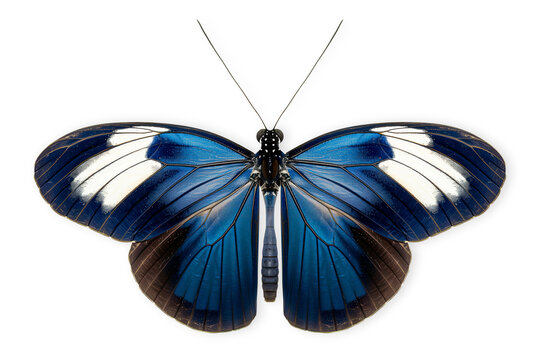 Beautiful Blue Doris Longwing butterfly isolated on a white background with clipping path