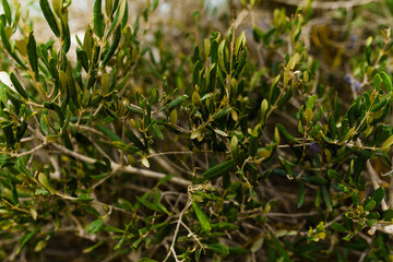 Olive Tree leaves Close-up At Sunset