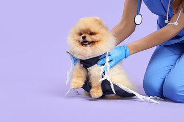 Veterinarian putting recovery suit on Pomeranian dog after sterilization against lilac background,...