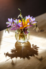 Bouquet of purple crocus in vase. Spring flowers in a vase. - 764361333