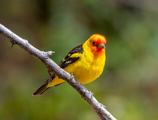 Western Tanager in Colorado Forest