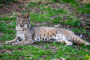 Naklejka na ściany i meble bobcat laying down on grass with its mouth open and tongue slightly visible