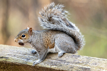 Squirrel holding a nut in its mouth perched on a fence post