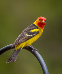 Western Tanager in a Colorado backyard.