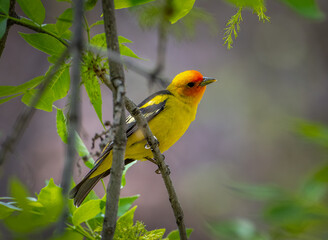Western Tanager in Colorado Forest