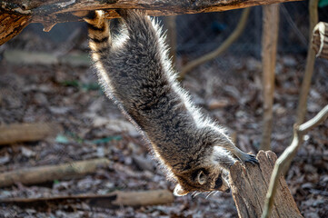 racoon hanging upside down off a branch © John