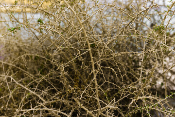 dry brown branches with needles on a tree