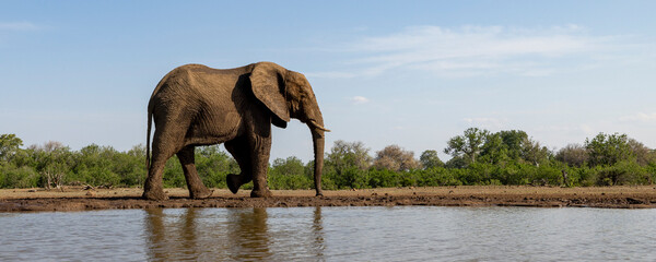 Elephant at a waterhole in Botswana