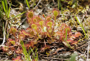 Round-leaved Sundew, Drosera rotundifolia