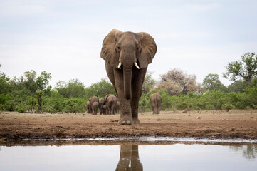 Obraz premium The last to leave. Elephants at waterhole in Botswana
