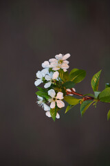 Branch of blossoming cherry with green leaves on a blurred dark background.