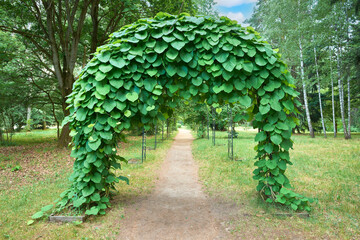 Arch of tropical jungle lianas, woody climbing vine. Alley with empty green arches, natural green corridor in summer park. - 764367107