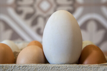 Free-range big goose egg between chicken ones