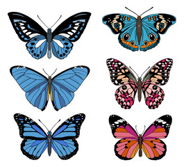 collection of butterflies