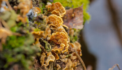 Delikatne grzyby saprofityczne rosnące na zgniłym pniu. Koniec lutego  - wiosenne przebudzenie w...
