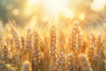 Obraz premium Earth Day Awakening: Sunlight Filtering Through a Vibrant Wheat Field, Inspiring Conservation Efforts
