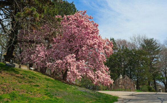 An impressively large magnolia in full bloom stands above a road in a Cleveland Ohio cemetery