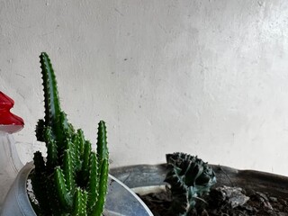 cactus aislados 