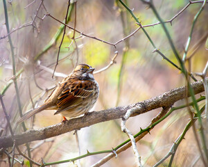 White-throated Sparrow on a Winter Afternoon