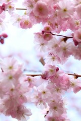 close-up view of vibrant pink cherry blossoms against a soft, light blue sky. concepts: springtime beauty, natural elegance, floral backgrounds, serene and aesthetic backdrop for various platforms