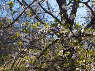 Fototapeta premium Wild Cherry Tree with Blossoms