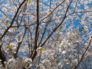 Wild Cherry Tree with Blossoms