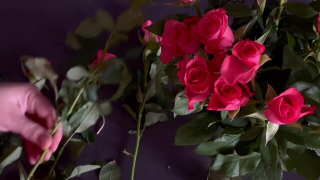 Top view of a woman taking care of red roses and putting them in a vase, grey wall and table