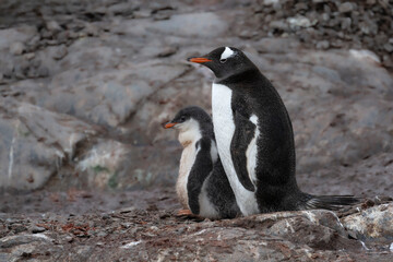 Fototapeta premium Gentoo penguin with chick on glacier in Antarctica
