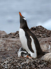 Gentoo penguin protects chick on breeding colony in Antarctica