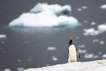 Gentoo penguin singing on glacier in Antarctica