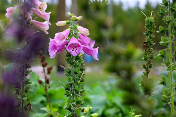 foxgloves in the garden