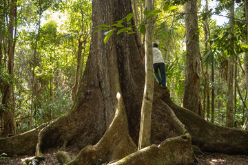 Persona sobre el tronco de un gran árbol en la selva tropical  - obrazy, fototapety, plakaty