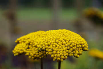 close up of yellow flower