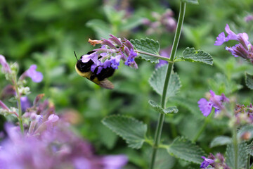 bee on a flower