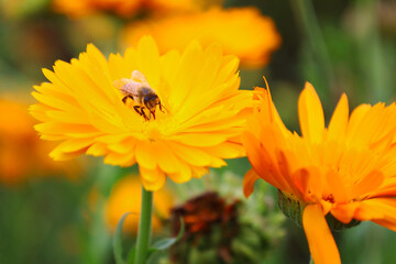 bee on flower