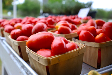 tomatoes in a basket