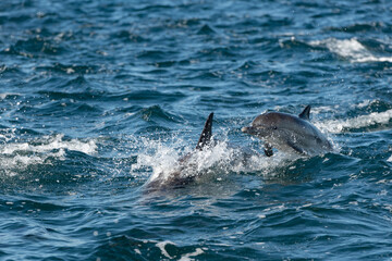 Pod of common dolphins in the Pacific Ocean	 - 764375923