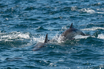 Pod of common dolphins in the Pacific Ocean	 - 764375954