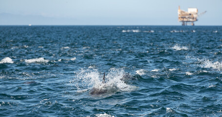 Pod of common dolphins in the Pacific Ocean	 - 764375955