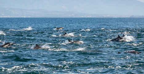 Pod of common dolphins in the Pacific Ocean	 - 764375983