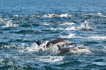 Pod of common dolphins in the Pacific Ocean	 - 764376112