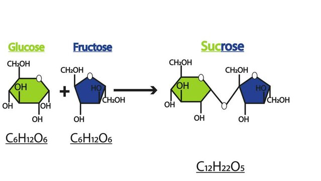 Sucrose Formation. Two molecules Glucose And Fructose. 4K Video animation.